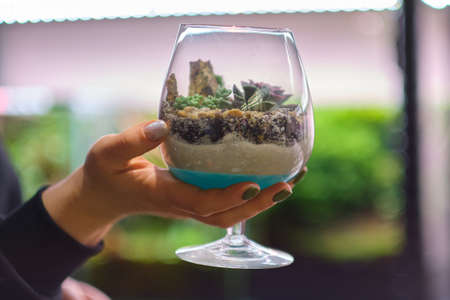 female holds glass florarium vase with succulent plants Small garden with miniature plants. Home indoor plants. DIY florarium. Colorful plants growing in glass geometricの写真素材