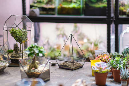 female holds glass florarium vase with succulent plants Small garden with miniature plants. Home indoor plants. DIY florarium. Colorful plants growing in glass geometricの写真素材
