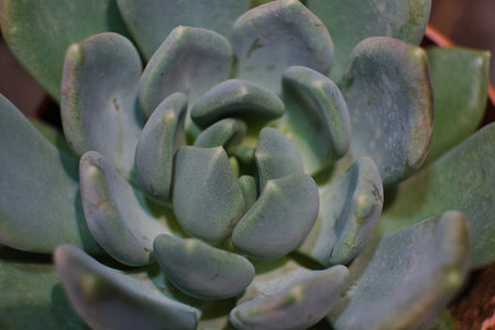 arrangement of the succulents or cactus succulents overhead or top view.の写真素材