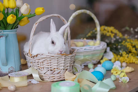 white bunny sits in a wicker basket next to a basket with decorated eggs and a bouquet of tulips. Easter atmosphereの写真素材