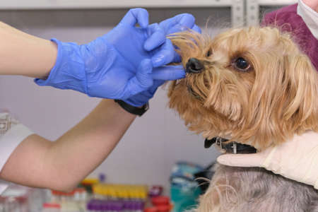 veterinarian examines a dog teeth. Consultation with a veterinarian. Close up of a dog and fangs. Animal clinic. Pet check up. Health care.の写真素材