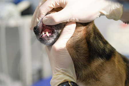 veterinarian examines a dog teeth. Consultation with a veterinarian. Close up of a dog and fangs. Animal clinic. Pet check up. Health care.の写真素材