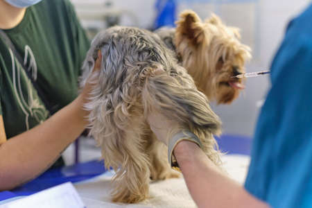 veterinarian examines a dog teeth. Consultation with a veterinarian. Close up of a dog and fangs. Animal clinic. Pet check up. Health care.の写真素材