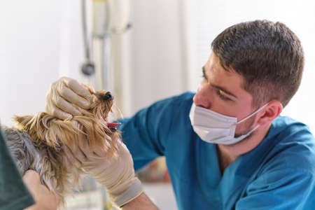 veterinarian examines a dog teeth. Consultation with a veterinarian. Close up of a dog and fangs. Animal clinic. Pet check up. Health care.の写真素材