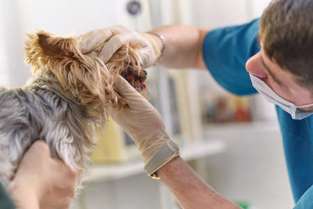 veterinarian examines a dog teeth. Consultation with a veterinarian. Close up of a dog and fangs. Animal clinic. Pet check up. Health care.の写真素材