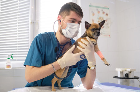 professional veterinarian measures the pulse with a stethoscope and a small dog. Image of dog on the...