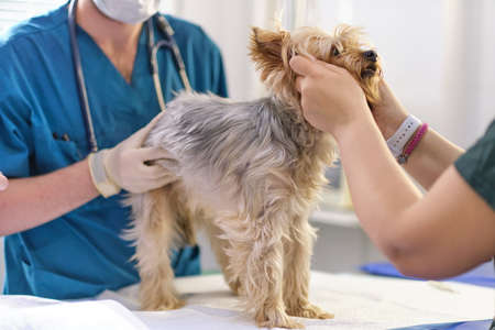 small dog at the reception at the veterinarian. Image of dog on the operating table and doctor in a veterinary clinic. Animal clinic. Pet check up. Health careの写真素材
