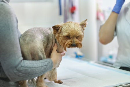 Image of dog on the operating table and doctor in a veterinary clinic. Animal clinic. Pet check up....