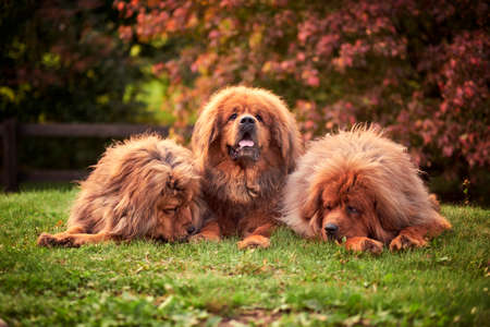 Three red Tibetan mastiffs lie on the grass in the forest.の写真素材