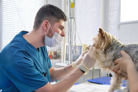 professional dog nail care. Clipping a dogs claws conceptの写真素材