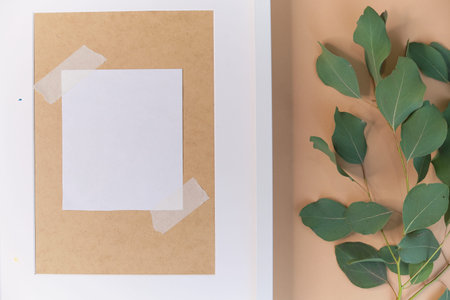 greeting card mockup. Eucalyptus populus branch on a beige background. different paper...