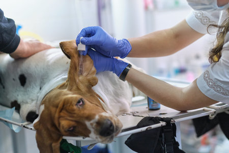 professional veterinarian hands cleaning the dog ear. reception at the veterinary clinic