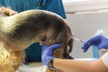 realistic photo, the veterinary surgeon is giving the vaccine to the small dogの写真素材