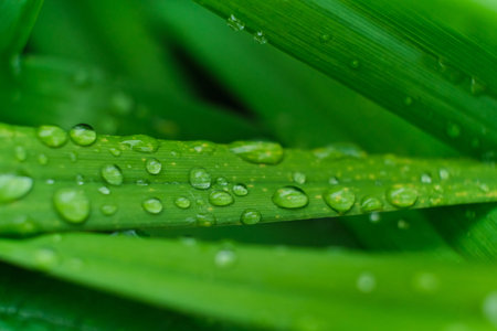 grass with rain drops macro. fresh green leaves. Morning dew, after the rain, the sun shines on the...