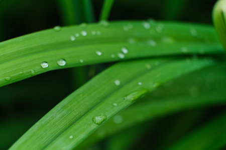 grass with rain drops macro. fresh green leaves. Morning dew, after the rain, the sun shines on the...