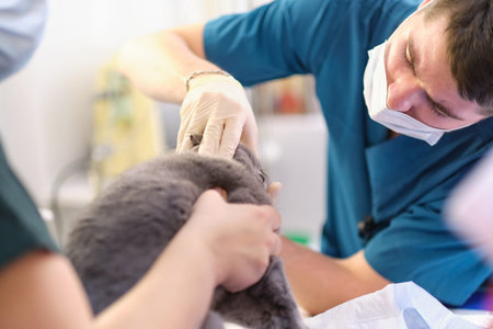 The veterinarian checks teeth to a cat over white background