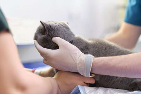 The veterinarian checks teeth to a cat over white backgroundの写真素材