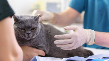 The veterinarian checks teeth to a cat over white background