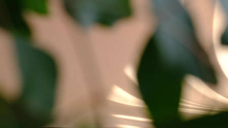 blurred background. Morning sun lighting the room, shadow background overlays. Transparent shadow of leaves. Abstract gray shadow background of natural leaves tree branch falling on beige wall.の写真素材