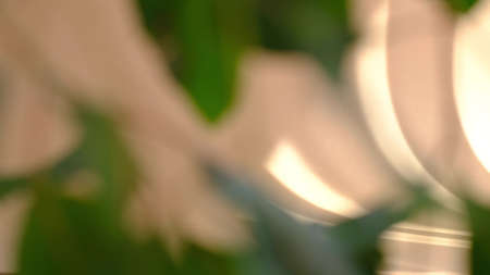blurred background. Morning sun lighting the room, shadow background overlays. Transparent shadow of leaves. Abstract gray shadow background of natural leaves tree branch falling on beige wall.の写真素材