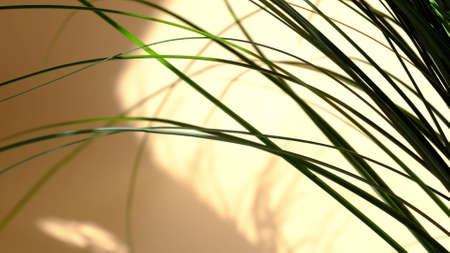 Morning sun lighting the room, shadow background overlays. Transparent shadow of leaves. Abstract gray shadow background of natural leaves tree branch falling on beige wallの写真素材