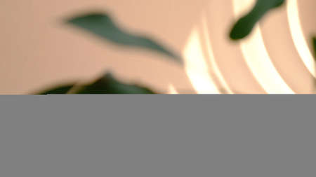 blurred background. Morning sun lighting the room, shadow background overlays. Transparent shadow of leaves. Abstract gray shadow background of natural leaves tree branch falling on beige wall.の写真素材