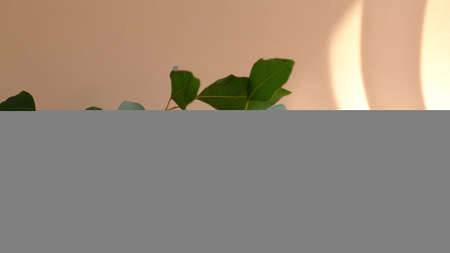 Morning sun lighting the room, shadow background overlays. Transparent shadow of leaves. Abstract gray shadow background of natural leaves tree branch falling on beige wallの写真素材