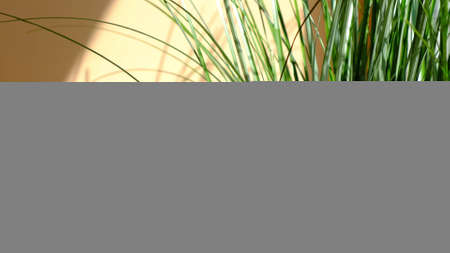 Morning sun lighting the room, shadow background overlays. Transparent shadow of leaves. Abstract gray shadow background of natural leaves tree branch falling on beige wallの写真素材