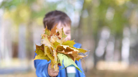 Children are playing with fallen leaves in the autumn park. Boy collects autumn leaves. Child is holding a yellow maple leaf.の写真素材