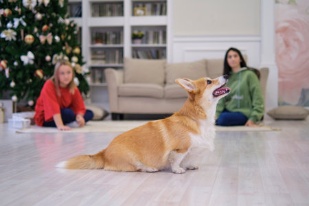 Little corgi dog with two teenage girls playing and having fun. Christmas tree in the background. soft selective focusの写真素材