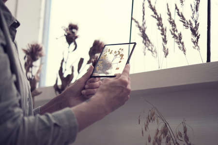 Herbarium of dried different plants and flowers. Natural decorative elements for home decoration.の写真素材