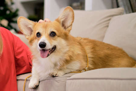 Little dog with owner playing and having fun. young teen girl sitting on the couch with her pet. Christmas tree in the background. soft selective focusの写真素材