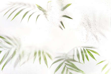 Tree branch with leaves shadow effect. blurred picture with fog effect of palm leaves silhouettes behind. selective focusの写真素材