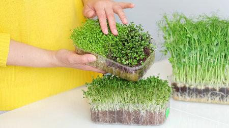 woman in a yellow sweater lays out microgreens on the table. pea sprouts, broccoli, alfalfa,...