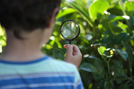 Little boy looking on grass with magnifier. Preschooler child is exploring nature with magnifying glass. Curious children in the woods.の写真素材