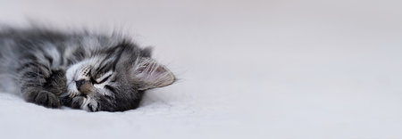 little kitten sleeps on a beige plaid. muzzle of a cute gray cat with closed eyes. banner with place for writing.の写真素材