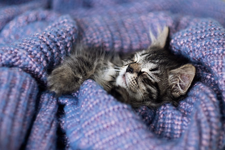 gray kitten lies on its back wrapped in a warm knitted blanket. view from above.