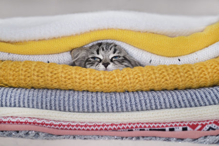 autumn mood. kitten hid in warm clothes. cute kitten and stack of knitted sweaters, cozy autumn...