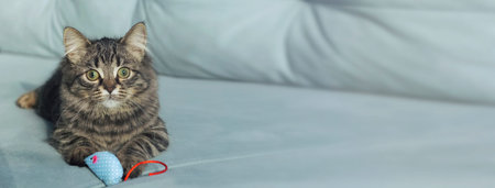 tabby young kitten grabs in his paws a toy and trying to scratch it in day light. funny cat is...