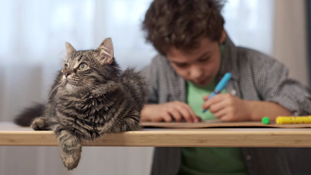 gray tabby cat lies on a table in the background an Asian boy draws with felt-tip pens. Child make homework with pet. Funny kitten sitting on table where kid is writing. Back to schoolの写真素材
