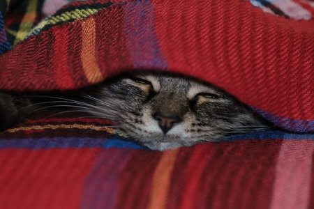 muzzle of a cute gray cat peeks out from a red checkered plaid. a cats nose peeks out of a cozy warm...