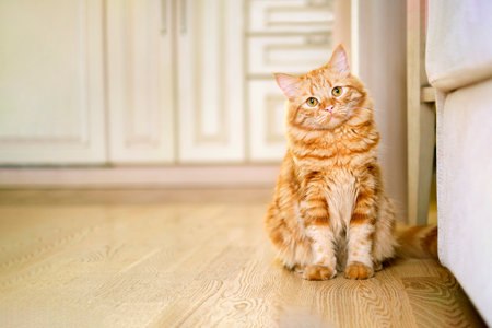 cat sitting on floor in cozy living room. curious cat tilted his head to one side and looks at the camera, in the background a blurred silhouette of the kitchenの写真素材