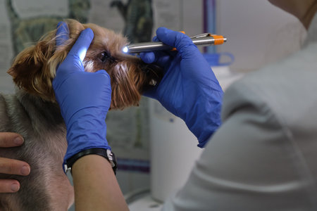 Image of dog on the operating table and doctor in a veterinary clinic. Animal clinic. Pet check up. Health care.の写真素材