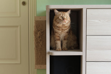 domesticated ginger cat naturally seeks a higher vantage point, settling comfortably on a shelf in a...