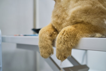 Chow Chows distinctive paws rest peacefully on grooming table. As clippers and brushes lay nearby, serene atmosphere signals dogs trust, turning a routine haircut into a therapeutic experienceの写真素材