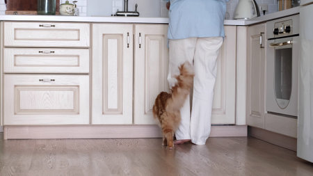 A cat rubs against a persons leg in a cozy kitchen. Home pet care and the comfort of routine companionship.の写真素材