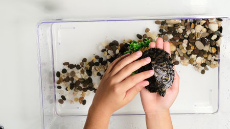 child in a green shirt gently handles a pet turtle, showcasing a moment of curiosity and care. The living room background adds a personal and homey feel to the interaction.の写真素材