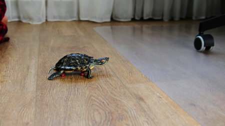 small turtle moves across the wooden floor on a miniature skateboard, with a childs hand visible in the frame. The scene blends curiosity and playfulness, showcasing a fun moment of interaction between the child and their pet.の写真素材