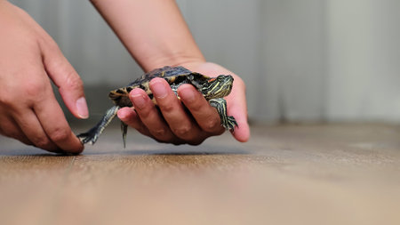 A turtle sits calmly in a persons hand, captured indoors on a wooden floor. The photo represents themes of calmness, tranquility, and the appreciation of exotic pets in a home environment.の写真素材