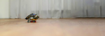 A turtle glides on a tiny skateboard, moving across the floor in an unexpected and delightful way....